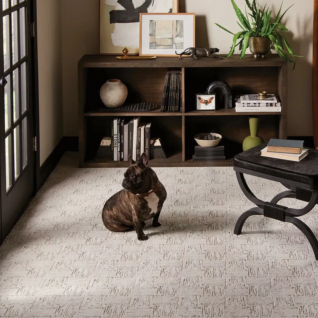 Dog on the Carpet floor